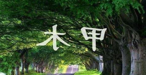 八字 甲木